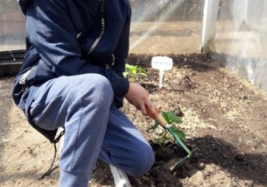 Filip sadzi sadzonkę papryki